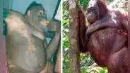 La cruel historia de Pony, la orangutana que vestían de mujer para ser prostituida