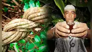 Ayahuasca: ¿qués es y en que consiste su ritual tan famoso?