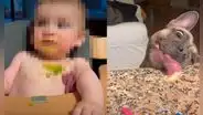 Perrito aprovecha descuido de su cuidadora para lamer la papilla que derramó su bebito 