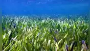 Hallan la planta más grande del mundo: se extiende por 180 km en una bahía de Australia