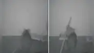 Ratón utiliza un palito para sacar la carnada de una trampa y evitar ser atrapado