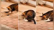 Gato demuestra su gran habilidad para cazar ratones al lograr sacar a uno de su escondite