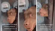 Pitbull evita a toda costa que un trabajador tome la lectura del medidor de luz