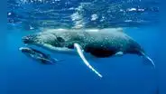¿Soñar con ballenas siempre se relaciona con situaciones positivas?