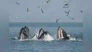 Inicia la temporada de avistamiento de ballenas en Tumbes