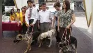 Perros guías en el país: una ley que no se cumple pese a que beneficia a personas ciegas