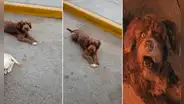 Encuentran a un perro parecido al del “Narrador de cuentos” en una calle y se vuelve viral