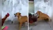 Gallo jalacunca hace frente al ataque de perro callejero y se defiende hasta el final