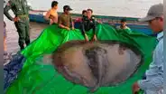 Descubren al pez de agua dulce que podría ser “el más grande del mundo”: una raya de 300 kilos