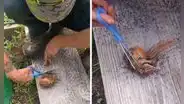 Hombre salva la vida de ardilla que estuvo a punto de morir al quedar enredada en una red