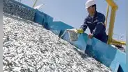 Armadores pesqueros piden reanudar extracción de anchoveta: "Están atentando contra nuestra economía"