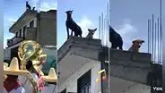 Perrito baila desde el techo de su casa mientras ve pasar una banda musical en vivo