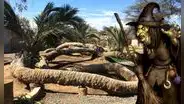 La palmera de 7 cabezas: una atracción turística de Ica conocida por sus misterios