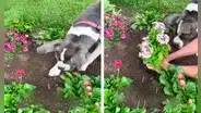 Perro ayuda a su dueña a plantar flores en su patio para evitar que haga mucho esfuerzo