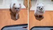 Perrito se pone a llorar tras escuchar los regaños de su dueña porque se irá de viaje sin él