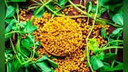 ¿Qué es el fenogreco y cuáles son los beneficios de esta planta medicinal?
