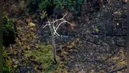 Brasil deforesta de manera récord la Amazonía en el primer semestre de 2022