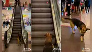 Perrito coloca su pelota en la escalera eléctrica y espera que los visitantes se la lancen