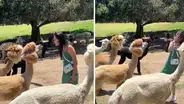 Joven se acerca a una llama para darle un besito, pero recibe la sorpresa de su vida