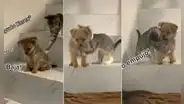 Gatito enseña a bajar las escaleras a un cachorro, pero pierde la paciencia y lo empuja