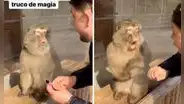 Joven hace truco de magia para animar al monito del zoológico y reacción conmueve