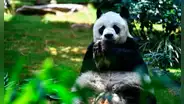 Murió An An, el panda gigante en cautividad más viejo del mundo en China