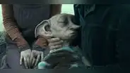 “Harry Potter” y las 5 muertes que hicieron llorar a miles de fanáticos en todo el mundo