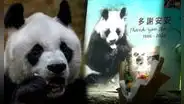 Así despidieron a An An, el panda gigante en cautiverio más viejo del mundo