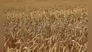 FAO mantiene previsiones de producción mundial de cereales para la temporada 2023-2024