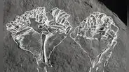 Identifican al depredador más antiguo jamás conocido en la Tierra