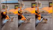 Perrito debía cuidar unas vacas, se distrae un segundo y una de ellas le da un lengüetazo