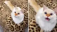 Gatita sin cuerdas vocales sorprende a miles con su singular forma de ‘maullar’