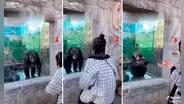 Joven imita los movimientos de un orangután en cautiverio y recibe los aplausos de este