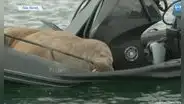 Conoce a Freya, la morsa europea a la que le gusta treparse a botes y yates para tomar su siesta