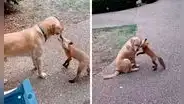 Hombre libera a zorro que cuidó desde bebé, pero este regresa a diario para jugar con sus perros