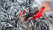 Segunda temporada de pesca de anchoveta está al 80% de la cuota asignada