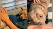 Perrita de raza ‘American Bully’ se molesta con su dueño, cuando este fastidia a su novia