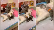 Pareja de gatos se convierten en padres y demuestran su gran amor en redes
