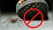 ¿Por qué razones no debes matar a las arañas que encuentras en tu casa?