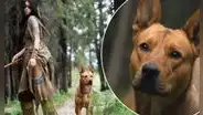 “Depredador” y la historia tras Sarii, la valiente perrita que fans pedían no muera