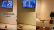 Gatito es captado viendo “El rey león” y tiene tierna reacción cuando aparecen las hienas