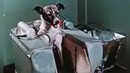 ¿Qué pasó con el cuerpo de Laika, la perrita rusa que fue enviada a morir al espacio?