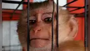 Intentó viajar en avión con todo un zoológico: llevaba 17 animales vivos en sus maletas