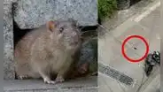 Rata se tira desde lo alto de un edificio para evitar ser capturada y sobrevive al golpe