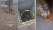 Perro permanece al lado de su ‘hermano’ que cayó a un hoyo y reciben la ayuda de joven