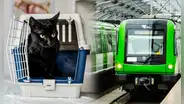 Metro de Lima: ¿puedo transportar a mi mascota en el tren eléctrico? 