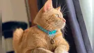 La insólita historia del ‘gato ladrón’ de juguetes que se convirtió en una celebridad 