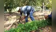 Más de 115.000 agricultores se dedican a la producción orgánica