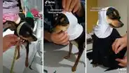 Mujer se inspira en una monja y copia cada detalle para hacerle un traje igual a su perrita