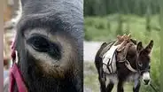 Nigeria requisa 7.000 penes de burro que iban a exportarse a Hong Kong